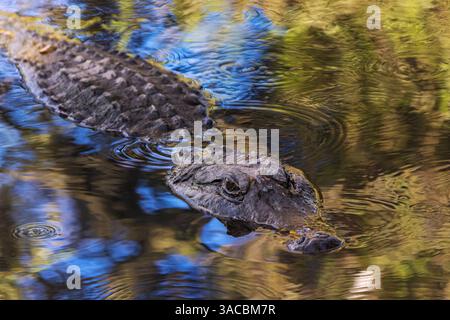 Alligatore americano. Merritt Island National Wildlife Refuge, Florida Foto Stock