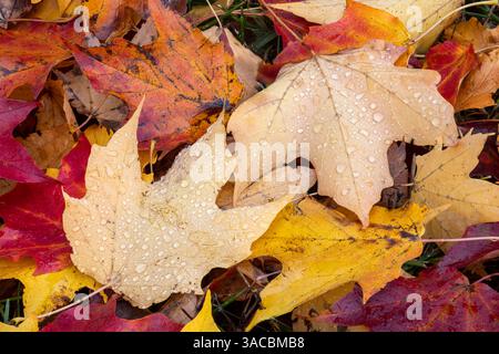 Primo piano delle foglie autunnali cadute, Kentucky Foto Stock