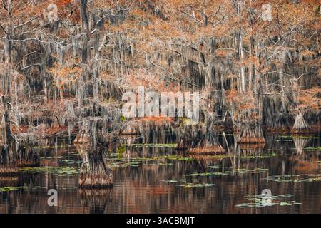 Cipressi calvi e colori autunnali nella palude meridionale, Caddo Lake State Park, Texas Foto Stock