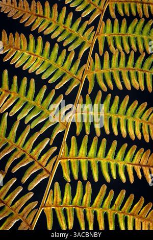 Stati Uniti, Stato di Washington, Seabeck. Dettagli felce Bracken. ©Don Paulson / Jaynes Gallery / DanitaDelimont.com Foto Stock