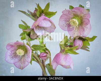 Stati Uniti, Stato di Washington, Seabeck. Primo piano dei fiori di elio. ©Don Paulson / Jaynes Gallery / DanitaDelimont.com Foto Stock