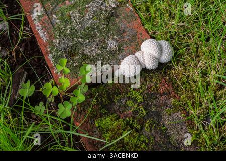 Lycoperdon marginatum - funghi pelati che crescono in congiunzione tra i bordi di mattoni rossi nel prato in estate. Foto Stock