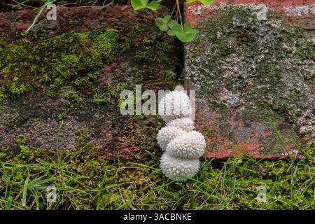 Lycoperdon marginatum - funghi pelati che crescono in congiunzione tra i bordi di mattoni rossi nel prato in estate, Quebec, Canada Foto Stock