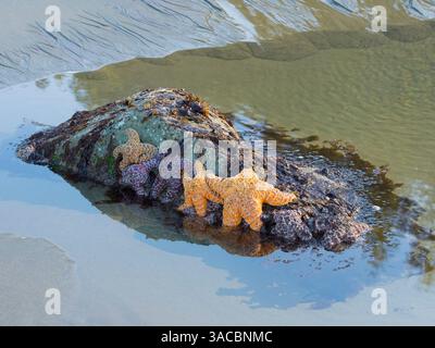 Stato di Washington, Stati Uniti. Parco nazionale olimpico, spiaggia di Rialto, stelle marine arancioni e viola ocra. Foto Stock