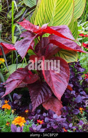 Tagete arancione - Calendula, Alternantera 'Purple Prince', Solenostemon rosso cremisi - Coleo, Canna - Canna indiana in bordura mista in estate. Foto Stock