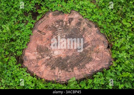 Tronco di albero deciduo tagliato che mostra gli anelli di crescita e circondato da Centella asiatica - Gotu Kola - in estate Foto Stock