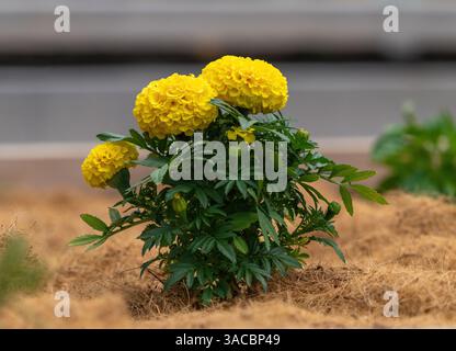 Una pianta gialla di Marigold con fiori gialli in fiore piantata in un'aiuola piena di pacciame di paglia. Foto Stock