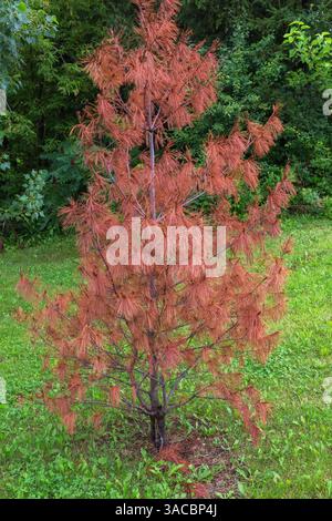 Pinus resinosa - Piantagione di pino rosso morta per malattia della ruggine in estate. Foto Stock