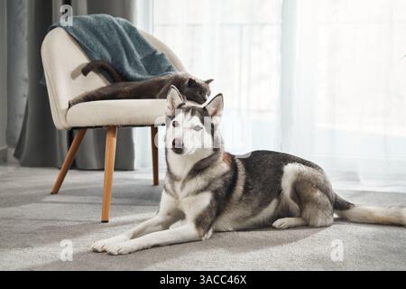 Un gatto grigio siede sulla sedia, osservando dall'alto mentre un husky giace rilassato sotto. Entrambi gli animali condividono un soggiorno caldo con luce soffusa. Foto Stock