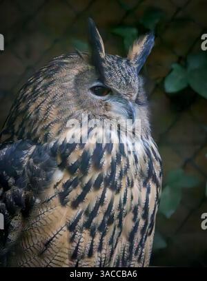 European Eagle Owl a Wildwood nel Devon, Regno Unito, preso alla ISO 51200 Foto Stock