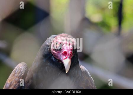 Santa Barbara, California, Stati Uniti. 3 aprile 2025. Veronica The Vulture allo zoo di Santa Barbara (immagine di credito: © Amy Katz/ZUMA Press Wire) SOLO PER USO EDITORIALE! Non per USO commerciale! Foto Stock