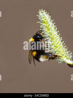 bumblebee dalla coda buff o bumblebee di terra grande (Bombus terrestris) su un fiore di salice. Foto Stock
