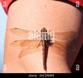 La libellula bruna (Aeshna grandis) che riposa sul braccio in autunno. Foto Stock