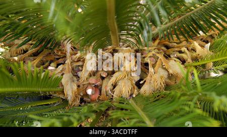 Semi di una donna di 20 anni Sago Palm nel cortile di Joe Gonzales . Sacramento Bee Erhardt Krause 17 ottobre 2007 Foto Stock