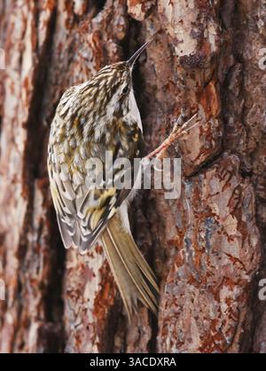 Treecreeper eurasiatico o Treecreeper comune (Certhia familiaris) che si arrampica su un tronco di albero in cerca di cibo in primavera. Foto Stock