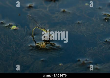 la libellula palude di insetti acquatici si riflette sulla superficie dello specchio d'acqua tra le foglie delle piante Foto Stock
