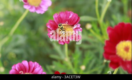 Un hoverfly è appollaiato su una margherita, che presenta petali rosa e un centro giallo. Foto Stock