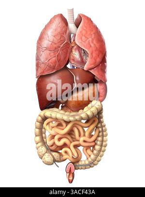Anatomia maschile umana, solo organi interni, sistemi respiratori e digestivi completi. Isolato su sfondo bianco. Foto Stock