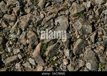 Granito/ghiaia, superficie stradale con piante in crescita alla luce del sole Foto Stock
