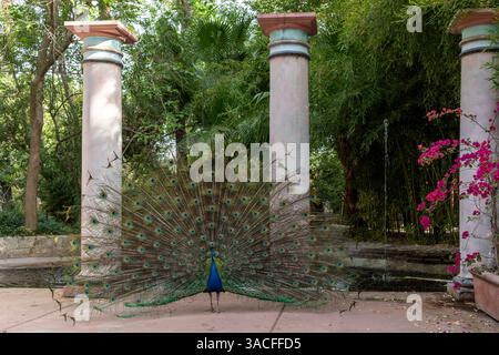 Un pavone con piume esteso da colonne in giardino Foto Stock