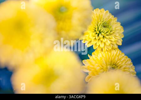 Girasole gerbera, primo piano di girasole ibrido, fiore giallo con sfondo verde blu sfocato e lussureggiante. Carta da parati artistica Foto Stock