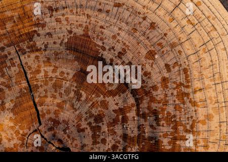 noce segato con anelli annuali, ricoperto di gocce d'acqua, noce bagnato lucidato, primo piano, vista dall'alto Foto Stock