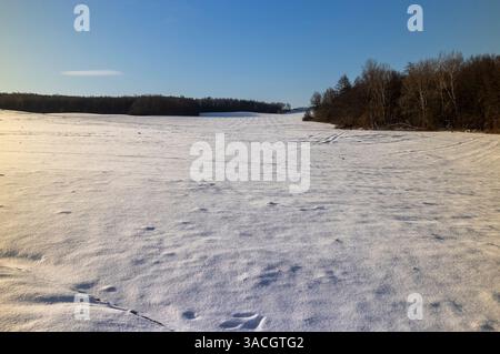 parte del campo è ricoperta da uno spesso strato di neve da cui le piante non sono visibili, la foresta ai margini del campo Foto Stock