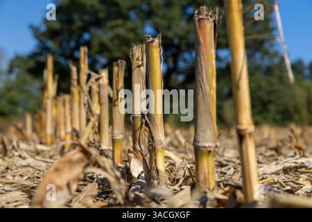 stoppie rimaste dopo la raccolta del mais nella stagione autunnale, stoppie di mais alte spesse e molto dure in un campo agricolo, primo piano, vista dal basso Foto Stock