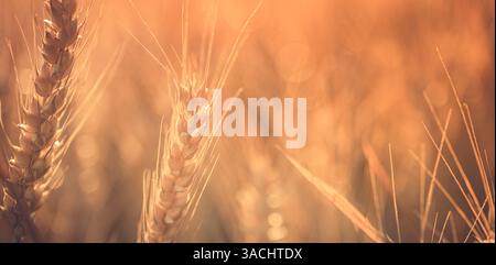 Campo di grano dorato in estate. Primo piano di frumento dorato maturo con tonalità effetto vintage, sfocatura e serenità. Stagione del raccolto agricoltura natura Foto Stock