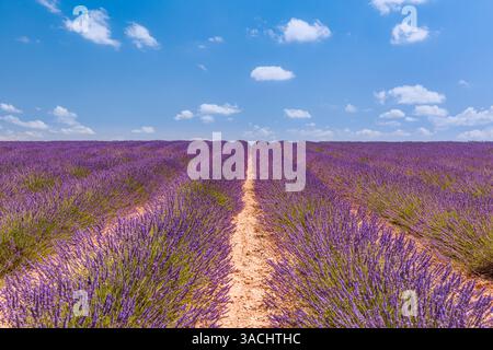 campo di lavanda con albero con cielo nuvoloso Foto Stock