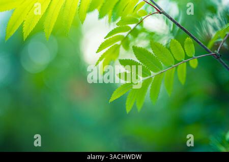 Natura della foglia verde in giardino in estate. Verde naturale foglie piante che utilizzano come sfondo primaverile, ecologia dell'ambiente verde morbida carta da parati verde Foto Stock