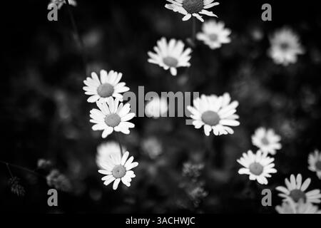 Primo piano di un fiore a margherita con sfondo sfocato isolato in bianco e nero, fogliame scuro e lussureggiante, prato bokeh Foto Stock