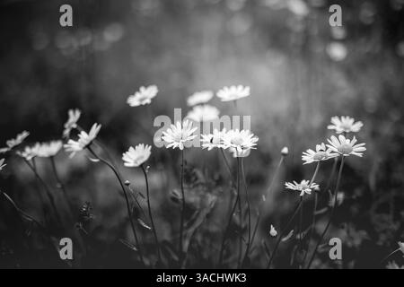 Primo piano di un fiore a margherita con sfondo sfocato isolato in bianco e nero, fogliame scuro e lussureggiante, prato bokeh Foto Stock