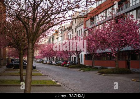 Una pittoresca scena di alberi di ciliegio rosa in piena fioritura lungo un'affascinante strada acciottolata a Gand, Belgio. Foto Stock