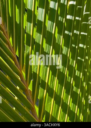 Palma verde e verdeggiante con un'ombra. L'ombra è lunga e sottile e si estende sull'intera immagine Foto Stock