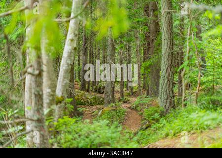 Vista artistica di torreggianti pini in una foresta serena con luce solare che filtra tra tra i rami densi creando un paesaggio tranquillo e accattivante Foto Stock