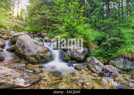 Splendido ruscello di montagna che si snoda tra pini sotto il cielo soleggiato. Perfetto per vacanze nella natura, avventure escursionistiche e paesaggi sereni. All'aperto Foto Stock
