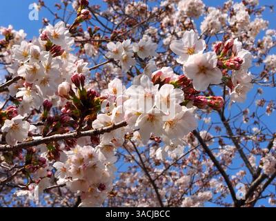 Foto ravvicinata dei fiori di ciliegio in piena fioritura in Giappone Foto Stock