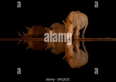 Rinoceronti bianchi riflessi nella pozza d'acqua di notte Foto Stock