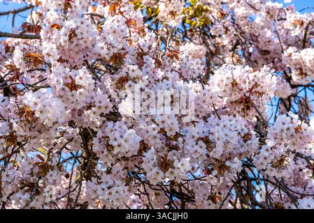 Bellissimo fiore di ciliegio nel Jardin des Plantes nel 5° arrondissement di Parigi. Sfondo soffice da sogno. Parigi primavera Foto Stock