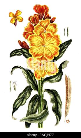 Cheiranthus cheiri, Erysimum cheiri, Goldlack, digitale Reproduktion einer historischen Vorlage, zwischen 1790 bis 1810, Botanica Pharmaceutica von An Foto Stock
