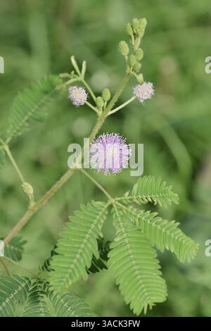 Pianta sensibile, non tattile, pianta assonnata (Mimosa pudica) | Mimose oder Schamhafte Sinnpflanze (Mimosa pudica) Foto Stock