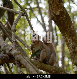Due giovani scimmie sedute sul ramo dell'albero, l'isola delle scimmie, Vietnam Foto Stock