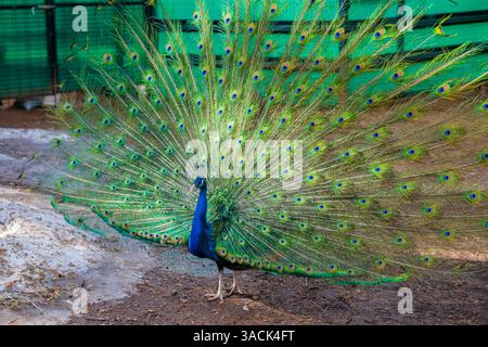 Maestoso pavone che espone con orgoglio le sue piume vivaci in un recinto dello zoo, attraenti spettatori con una splendida mostra dell'intricato ar della natura Foto Stock