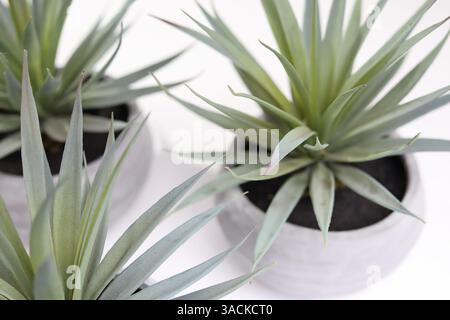 Primo piano di più case al coperto. Succulento con lunghe foglie verdi pallide in vaso bianco testurizzato. Piccole piante succulente a bassa crescita o cactus per il deco domestico Foto Stock