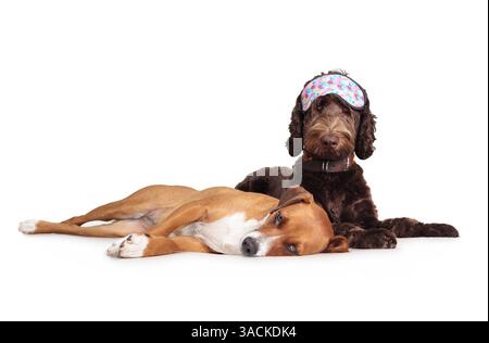Due cani distesi insieme, uno indossa una maschera addormentata. Cuccioli sonnolenti si allungavano fianco a fianco. Insonnia o sonno sano. Labradoodl femmina Foto Stock