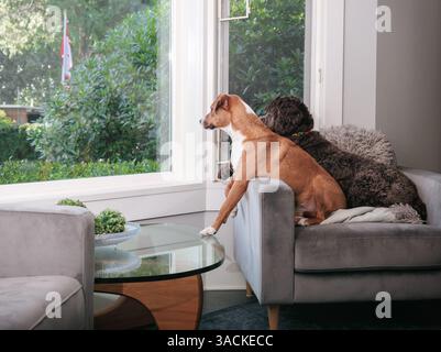 Due cani seduti vicino alla finestra che guardano il quartiere, con cortile anteriore sfocato. Amici di cucciolo seduti insieme sulla stessa sedia. Labr. Femmina Foto Stock