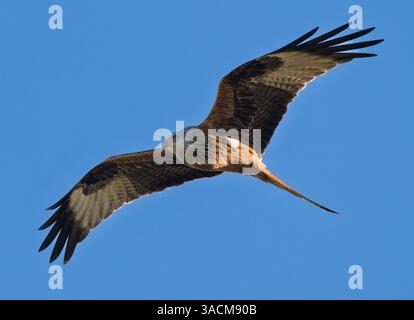 Un aquilone rosso selvaggio (Milvus milvus) in volo contro un cielo blu profondo, Cotswolds Foto Stock