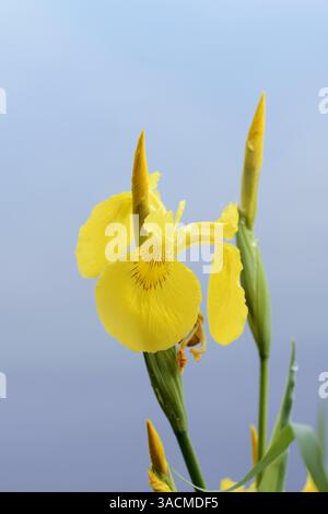 Bandiera gialla Iris o bandiera acqua Iris (Iris pseudacorus), Germania | Sumpf-Schwertlilie oder Gelbe Schwertlilie (Iris pseudacorus), Deutschland Foto Stock