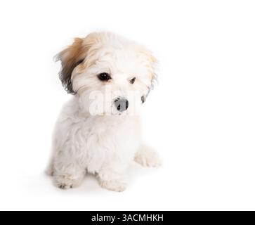 Curios cagnolino Havanese seduto e guardando qualcosa. Cucciolo piccolo e soffice di tipo bichon bianco con naso nero e occhielli neri. 16 settimane Foto Stock